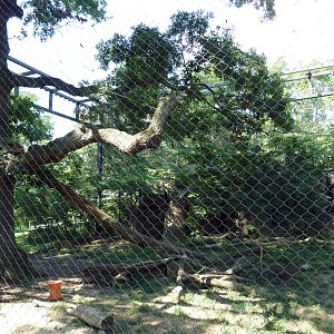 African Journey - Leopard Exhibit