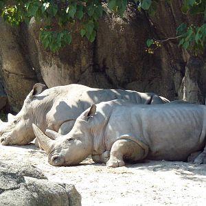African Journey - White Rhinos