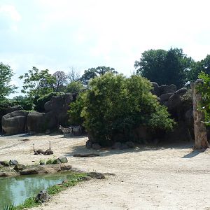African Journey - White Rhino/Zebra/Ostrich Exhibit
