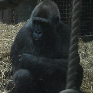 miliki female western lowland gorillla