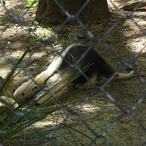 tamandua riozoo