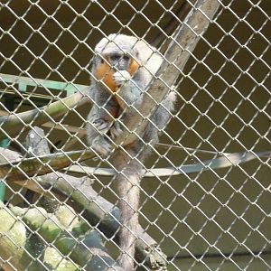 red bellied titi monkey riozoo