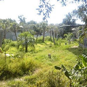 New and Improve Gorilla Exhibit