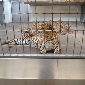 North Chinese Leopard