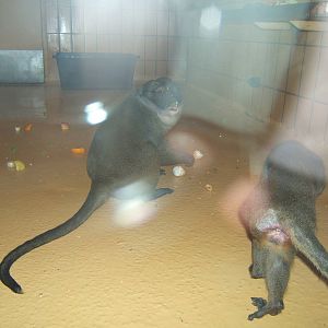 Allen`s Swamp Monkey