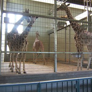 View inside Giraffe House
