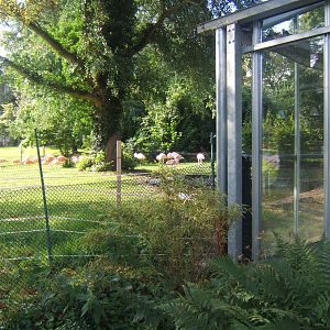 New Flamingo enclosure