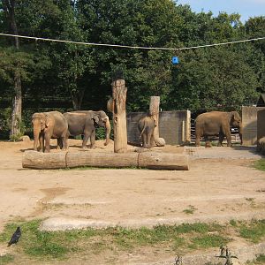 Elephant enclosure