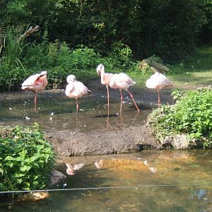 Lesser Flamingos outside