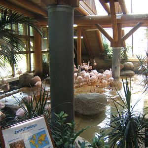 Indoors for the Lesser Flamingos