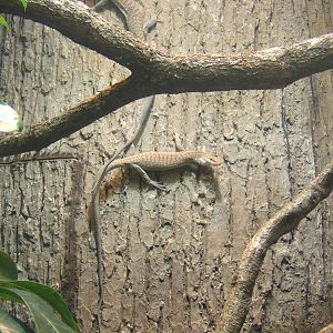Freckled Monitor (Varanus tristis orientalis)