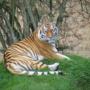Amur tiger at Linton Zoo, 11 September 2010