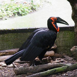 Oboe the Southern ground hornbill at Linton Zoo, 11 September 2010