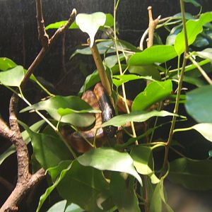 Young Black-headed Python