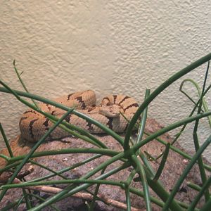 Banded Rock Rattlesnake (Crotalus lepidus klauberi)