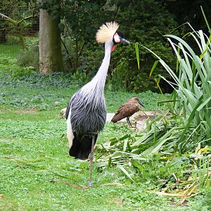 East African crowned crane and hammerkop at Linton Zoo, 11 September 2010