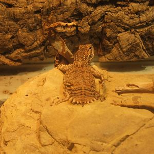 Talyors Strange Agama (Xenagama taylori)