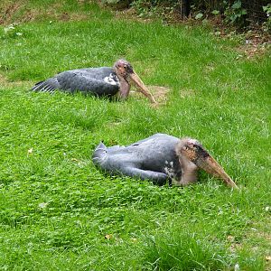 Albert and Matilda the marabou storks at Linton Zoo, 11 September 2010