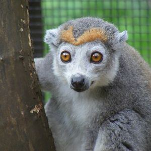 Crowned lemur at Linton Zoo, 11 September 2010