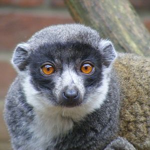 Mongoose lemur at Linton Zoo, 11 September 2010