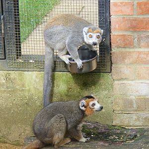 Crowned lemurs at Linton Zoo, 11 September 2010