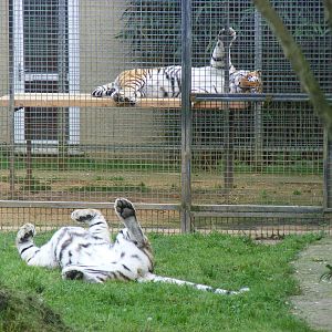 Mirko and Katinka the Amur tigers at Linton Zoo, 11 September 2010