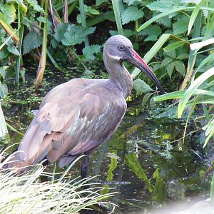 Hadada ibis (?) at Linton Zoo, 11 September 2010