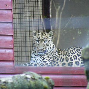 Lisa the African leopard at Linton Zoo, 11 September 2010