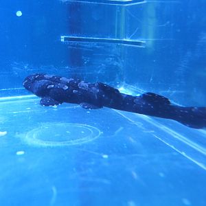 Young White-spotted Bambooshark (Chiloscyllium plagiosum)