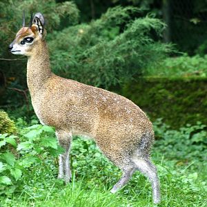 Klipspringer; Frankfurt; 9th September 2010