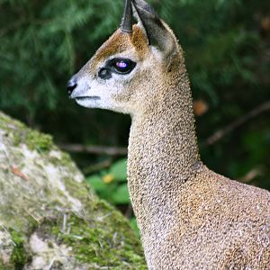 Klipspringer; Frankfurt; 9th September 2010
