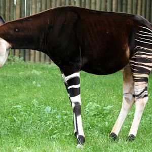 Okapi; Frankfurt; 9th September 2010