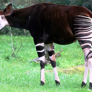 Okapi; Frankfurt; 9th September 2010