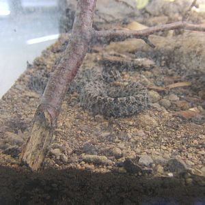 Young Dusky Pygmy Rattlesnake