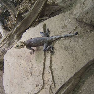 Yellow-headed Rock Agama (Laudakia nupta)
