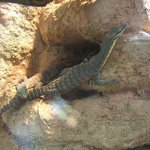 Long-tailed Rock Monitor (Varanus glauerti)