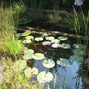 Outdoor pool for Turtles