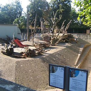 Rhesus monkey and Indian Grey Mongoose enclosure