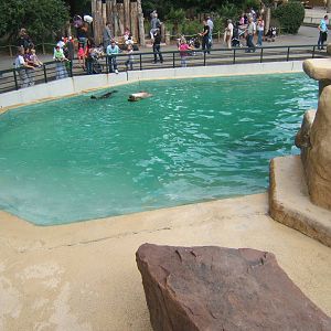 South American Sealion enclosure