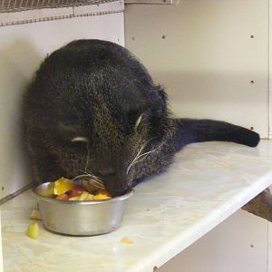 Binturong at Hamerton Zoo, 12 September 2010