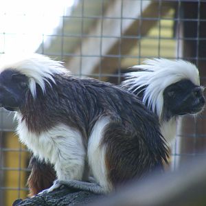 Cotton-top tamarins at Hamerton Zoo, 12 September 2010