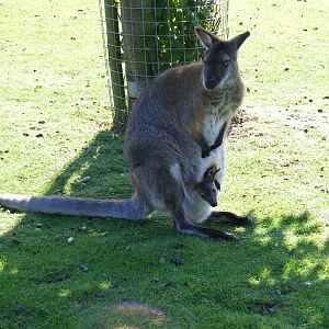 Bennett's wallaby with joey at Hamerton Zoo, 12 September 2010