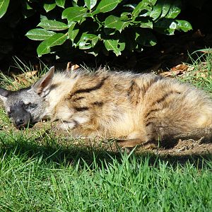Aardwolf at Hamerton Zoo, 12 September 2010