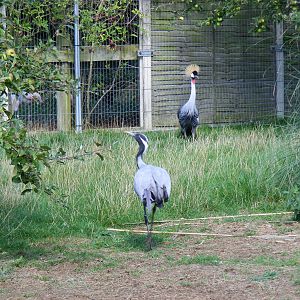 Demoiselle crane and East African crowned crane at Hamerton Zoo, 12 Septemb