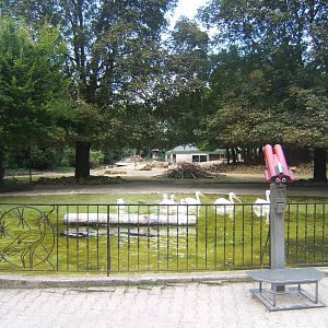 View of Pelicans up to African paddock
