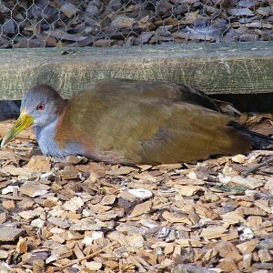 Giant wood rail at Hamerton Zoo, 12 September 2010
