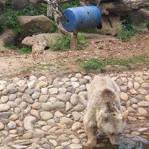 Corsac Fox and Syrian Bear