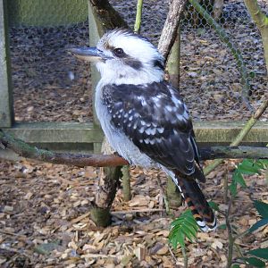 Kookaburra at Hamerton Zoo, 12 September 2010