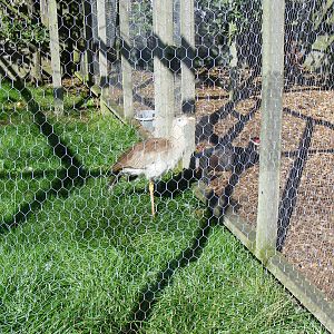 Crested seriema at Hamerton Zoo, 12 September 2010