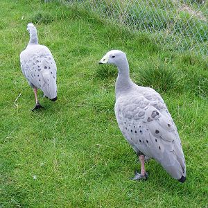 Cereopsis geese at Hamerton Zoo, 12 September 2010